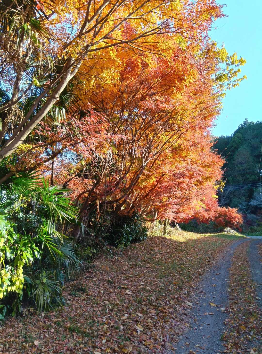 紅葉
