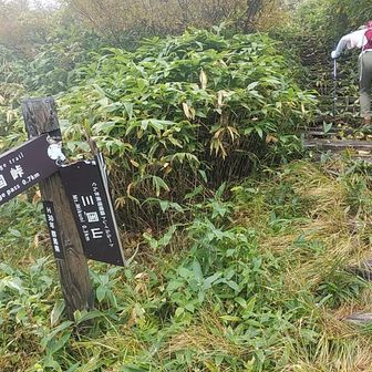 大源太・平標方面の分岐