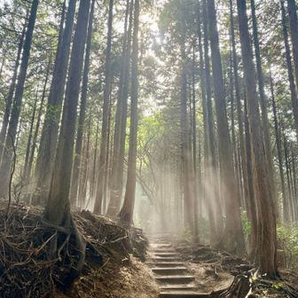 　　うっすらと霧がかかる幻想的な森林✨️