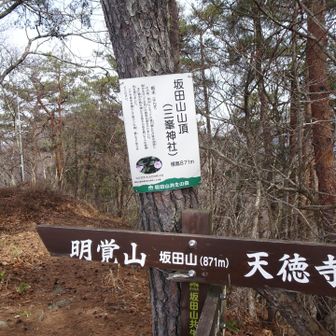 坂田山
ここから次のピークへ