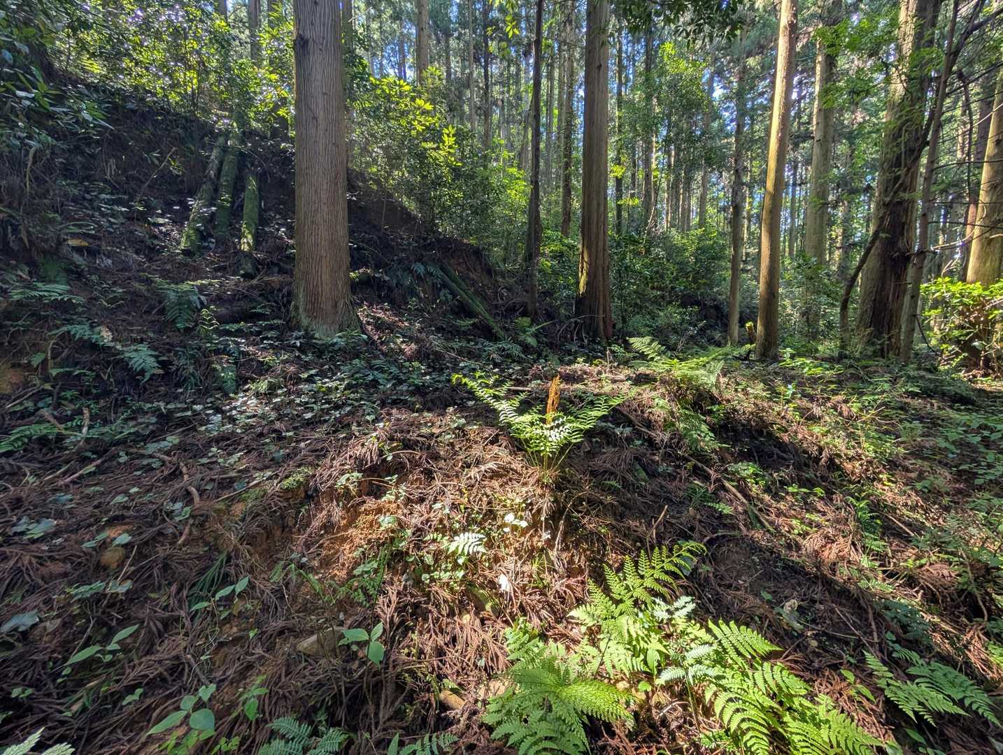 塔の岩 往復コースの写真