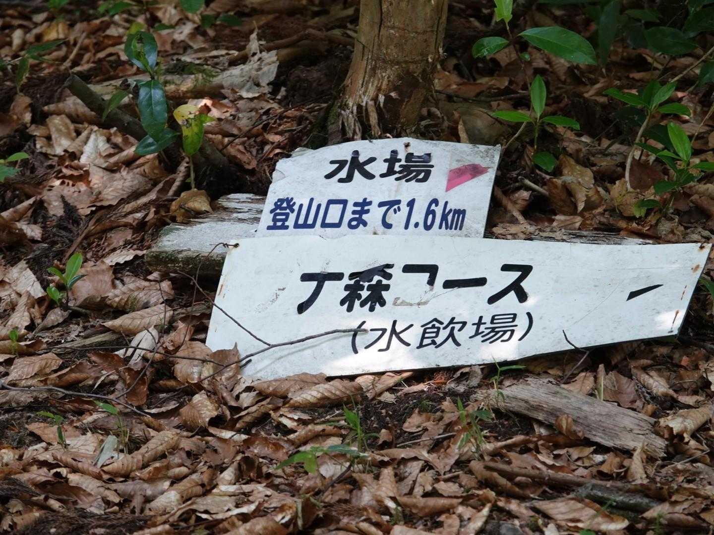 水場があるブナ森コースとの分岐点。