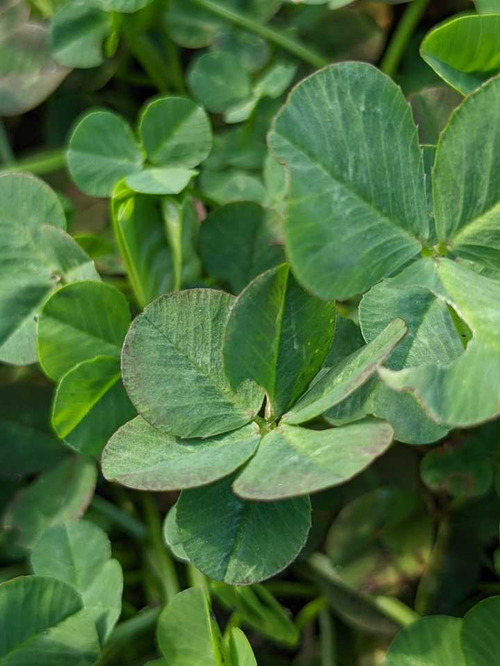 みっけ！
六葉🍀