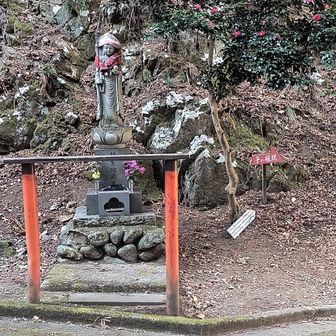 寒椿が綺麗です