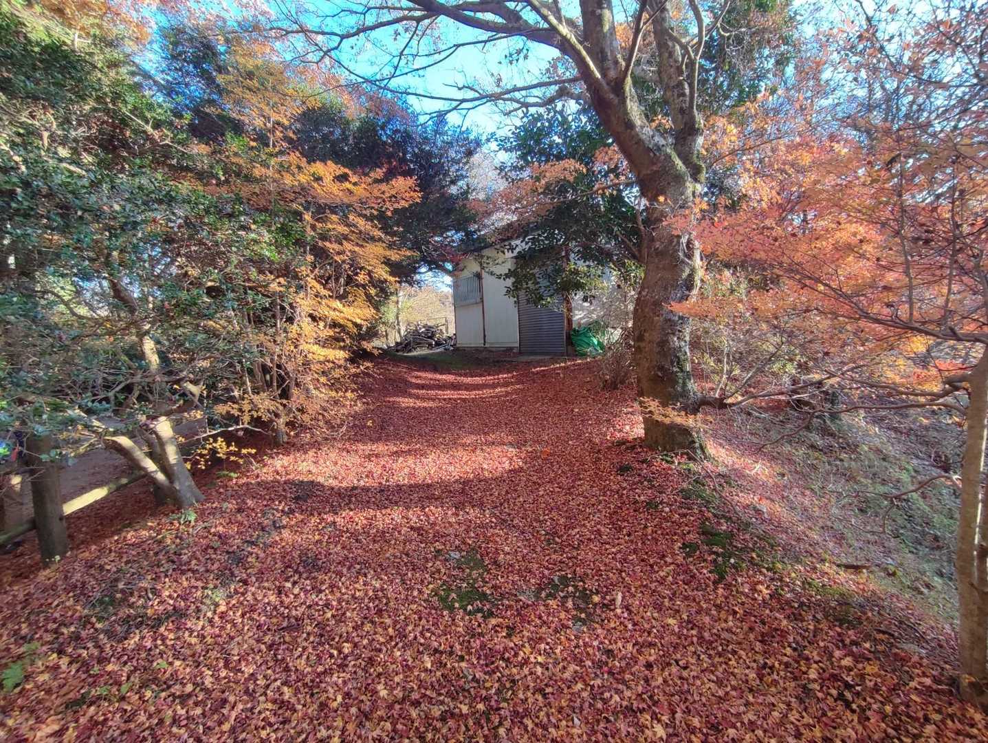 百ヶ辻登山口-伏見峠-府民の森 ちはや園地-金剛山 往復コースの写真