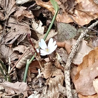 今日の目当ての雪割草発見。ポツポツと咲いています。