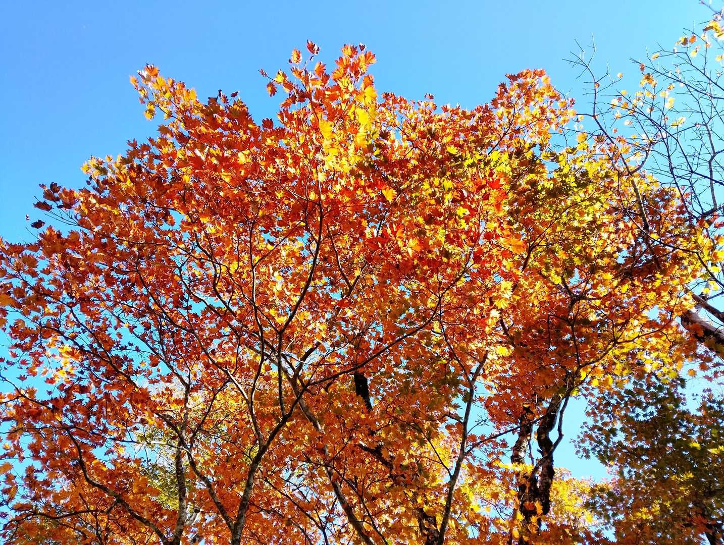 青空と紅葉🍁😃👍