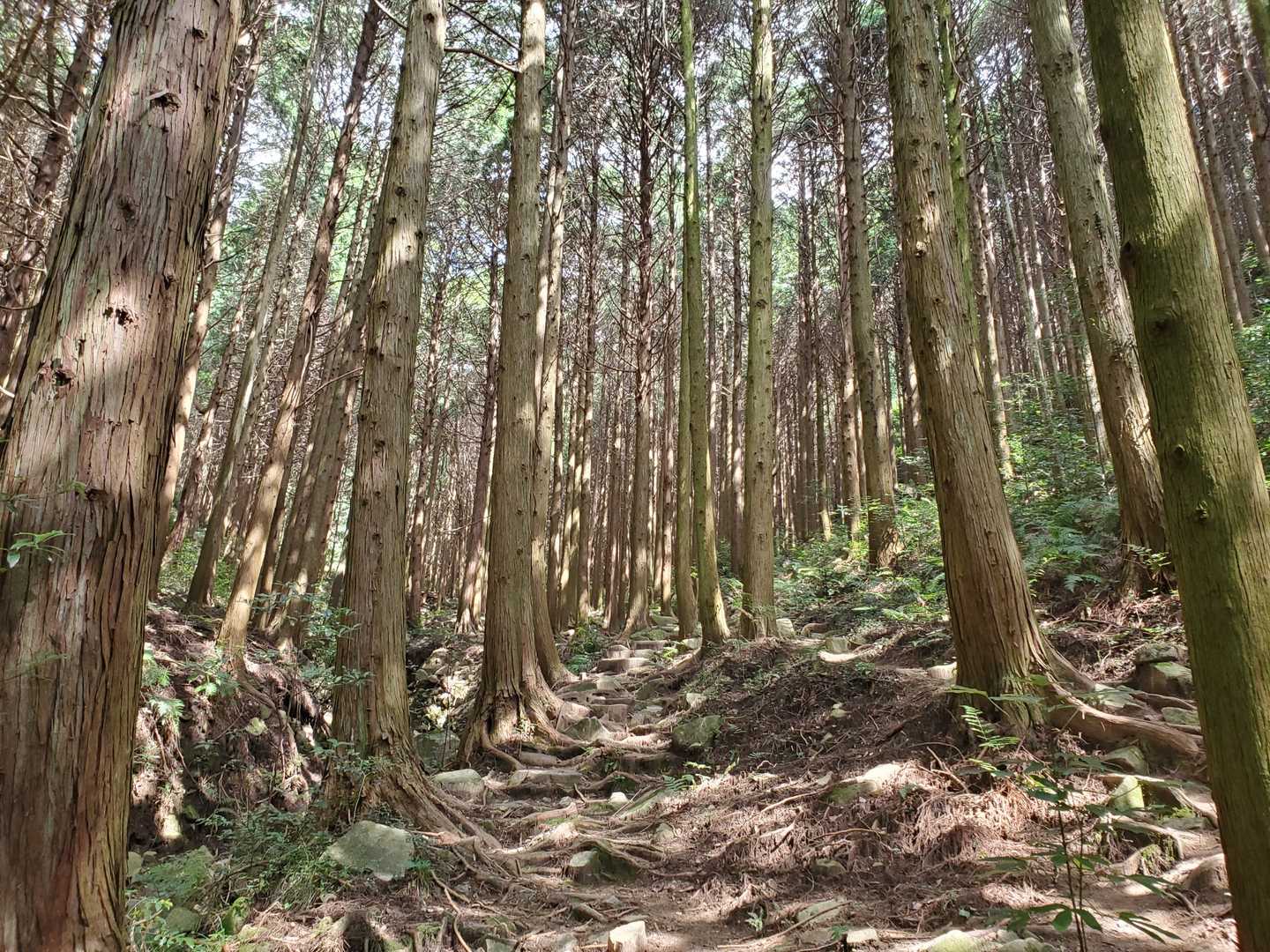 野呂山レストハウス 往復コースの写真