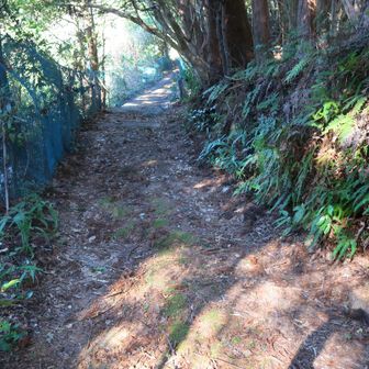又、作業道に出ました
