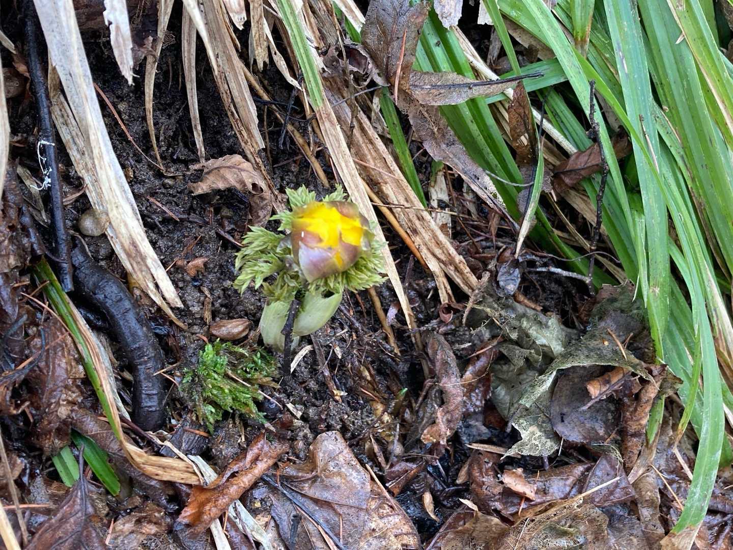　　　　　わぁ😍　福寿草❣️
　　　　　　大好きな花です。
　　　　　　　春ですね🥰