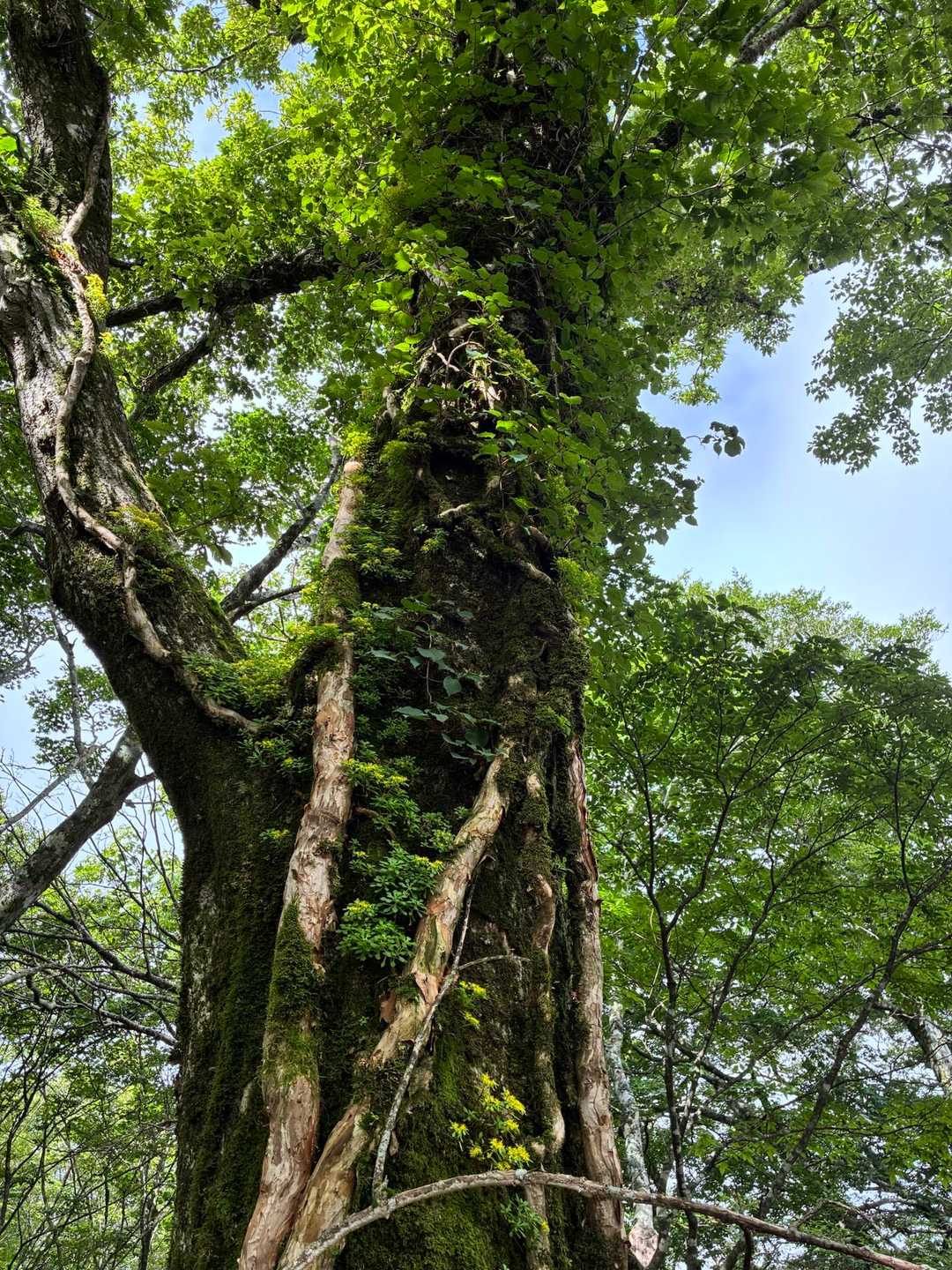 色々な植物の互恵