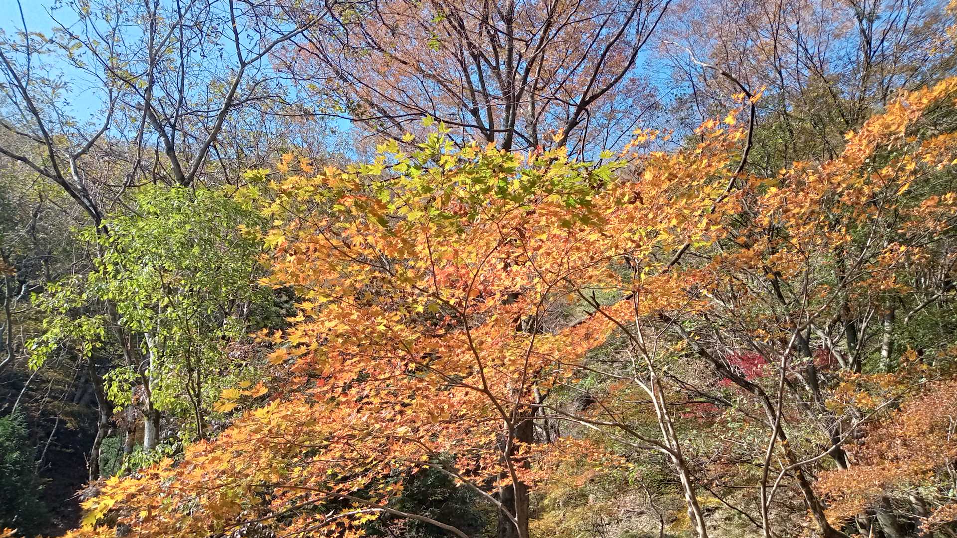 ここも紅葉終わりかけかな・・・