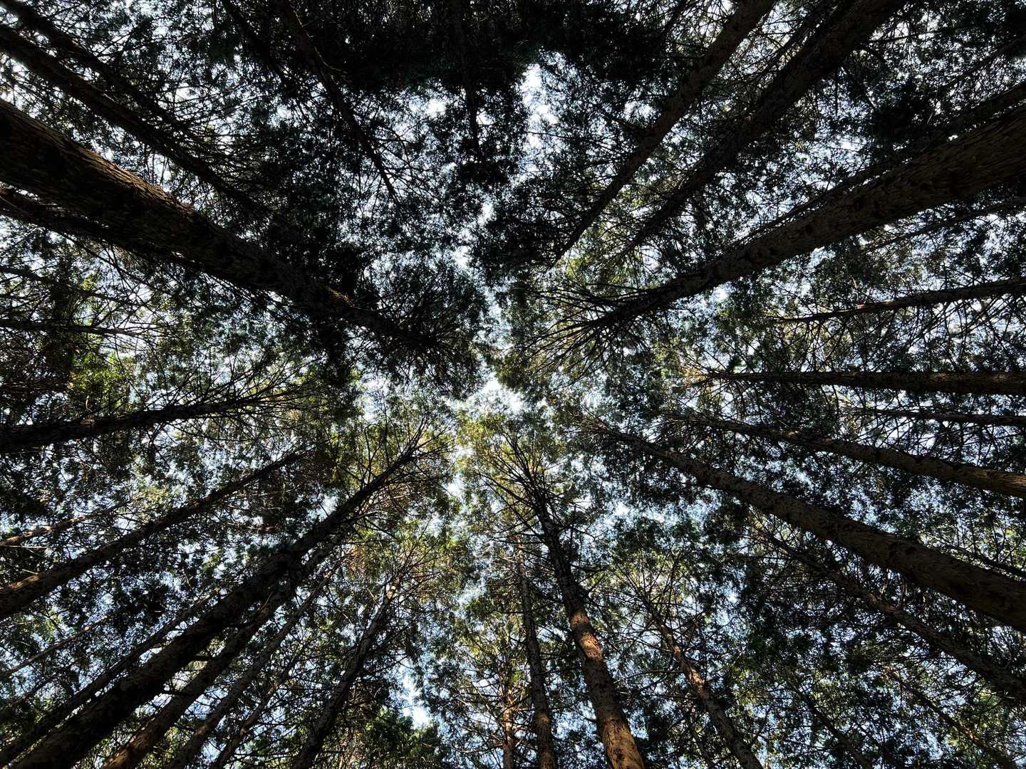 北尾根-大和葛城山-櫛羅の滝 周回コースの写真