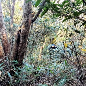 相方さんも胸までの笹藪に苦戦中😆(写真中央)