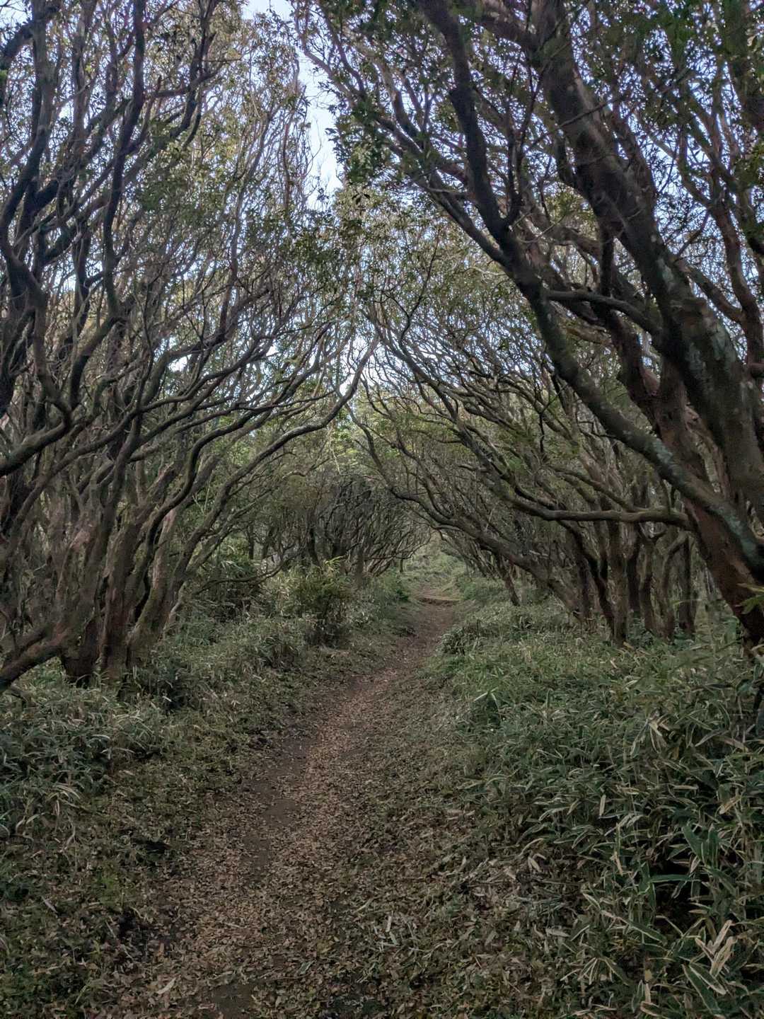 天城山っぽい