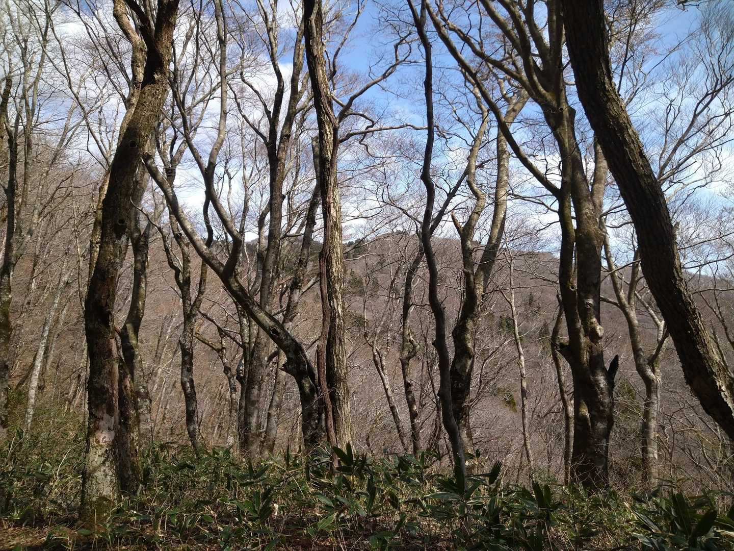 ブナ林の登山道が心地良い