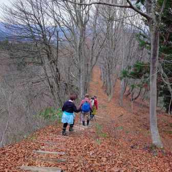 ブナ林を下山中