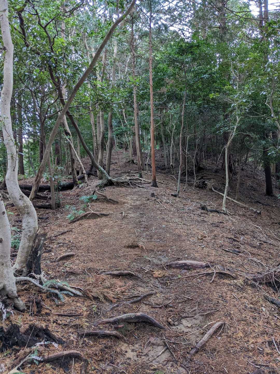 鍛治ヶ峰 周回コースの写真
