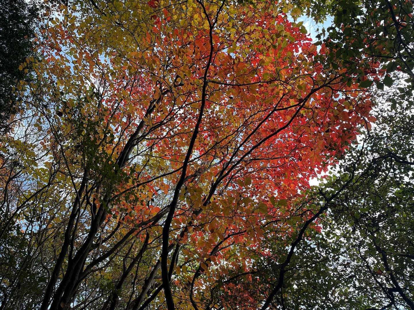 紅葉もチラホラ🍁
