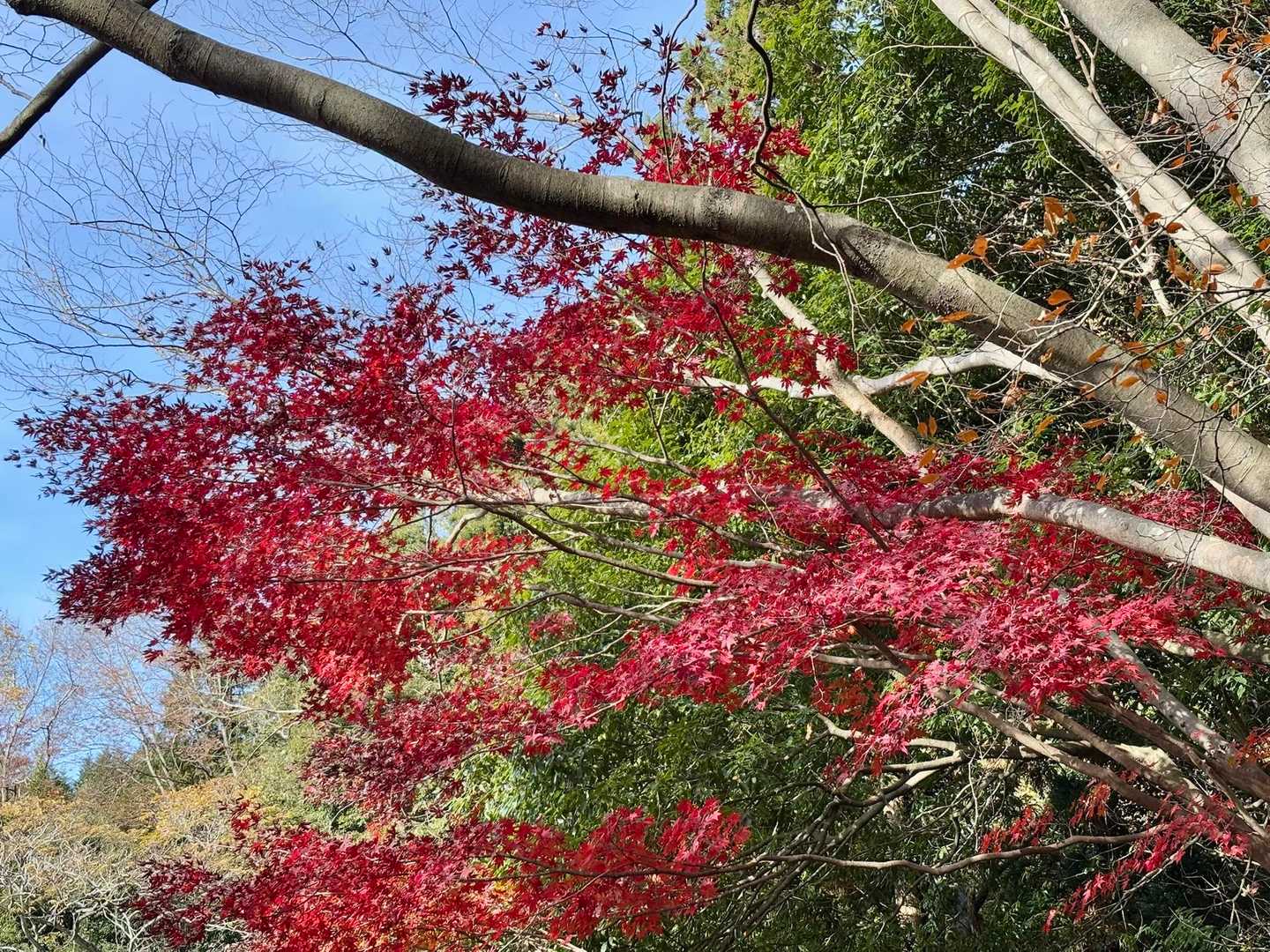 🍁