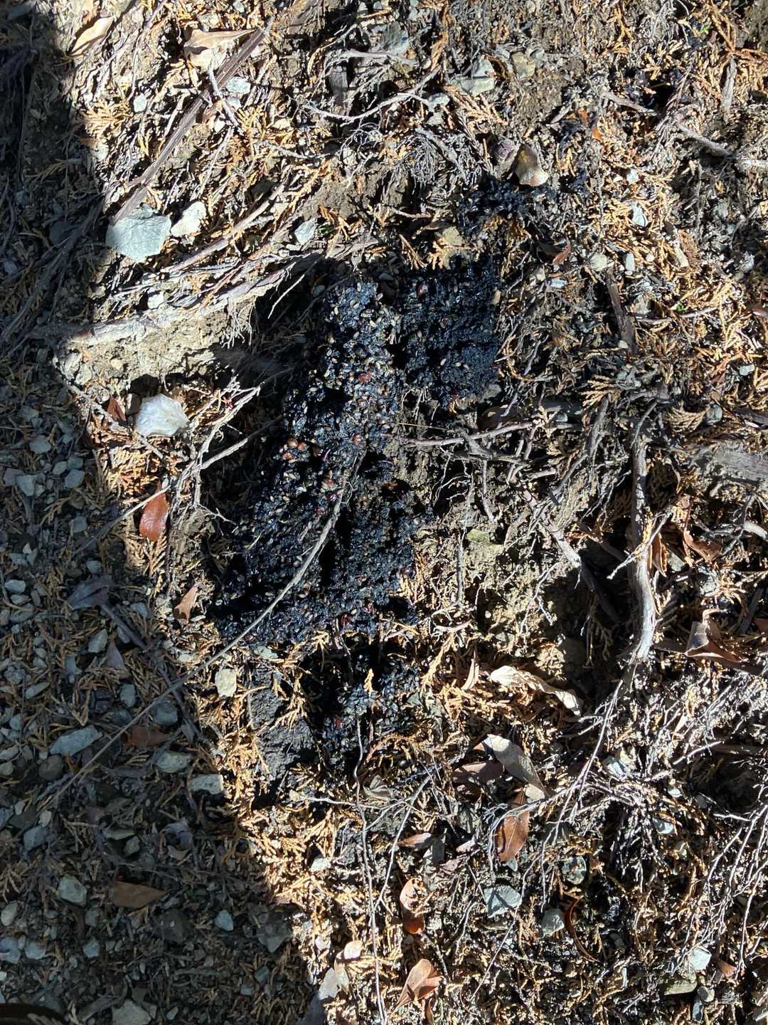これ何？まさか🐻の・・・❗️