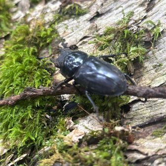 雌のクワガタ虫
同行者が見つけてきた
