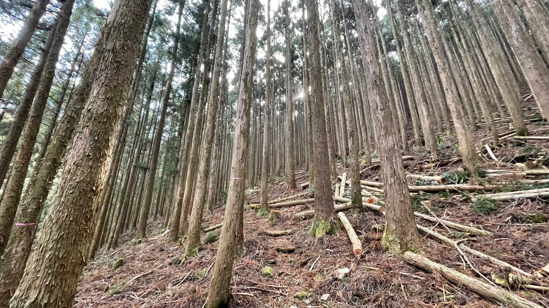 杉林🌲のなかをずっと歩きます