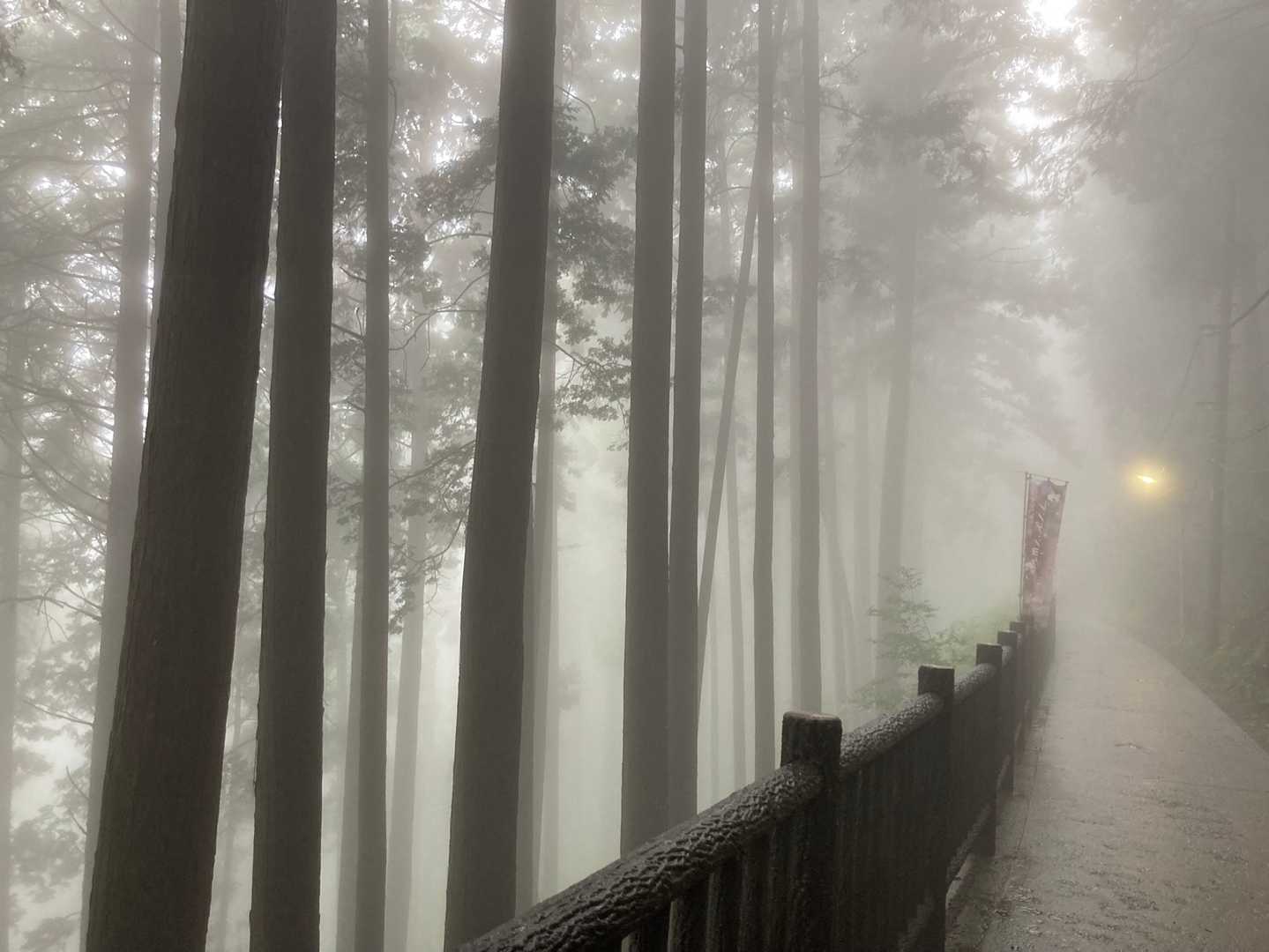 御岳山駅-天狗の腰掛け杉 往復コースの写真