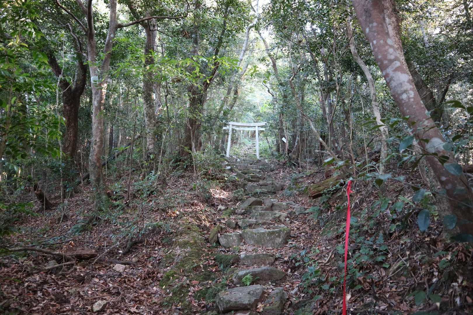 鳥居が見えたー！！