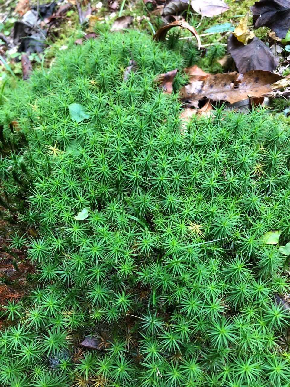 スギ苔が綺麗です。側に延命水の水場があります