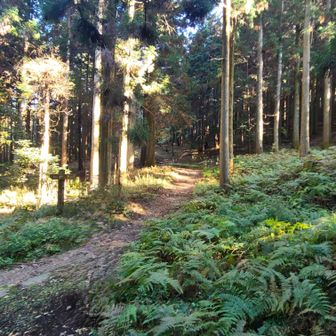 林道を歩きます🌳🌳🌳