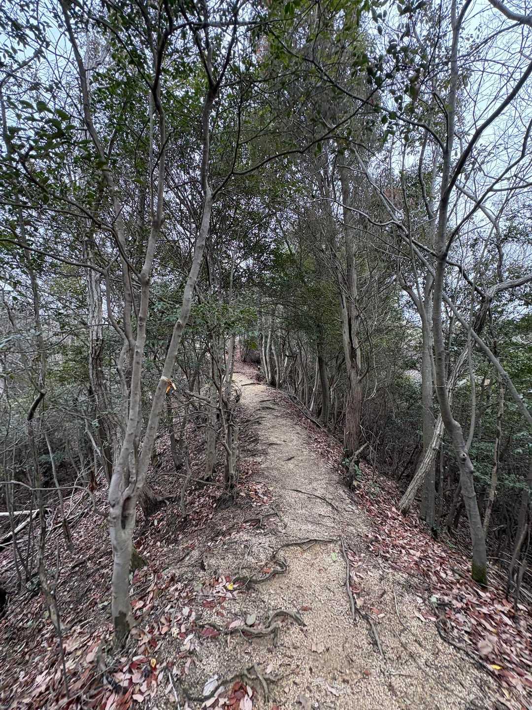 ぐんぐん歩く👣