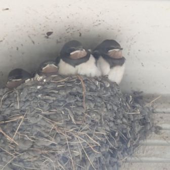 まぅんてにぁ（ちぇりすと）