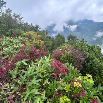 🍁と苗場山