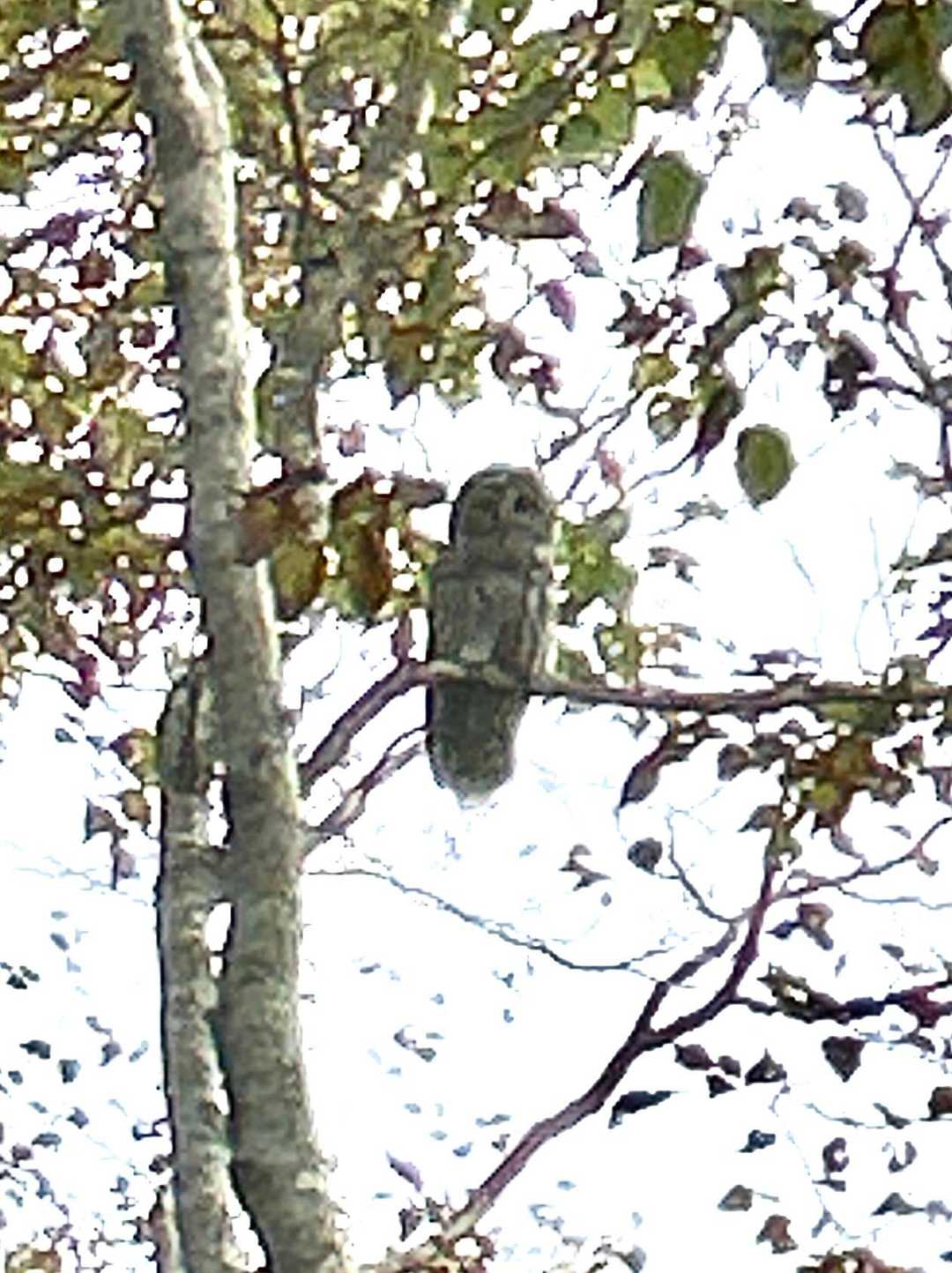 羽音なく現れたフクロウ🦉