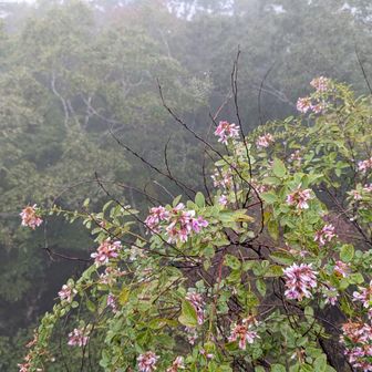 萩の花が満開でした。