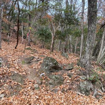 参道から筍ロードへ