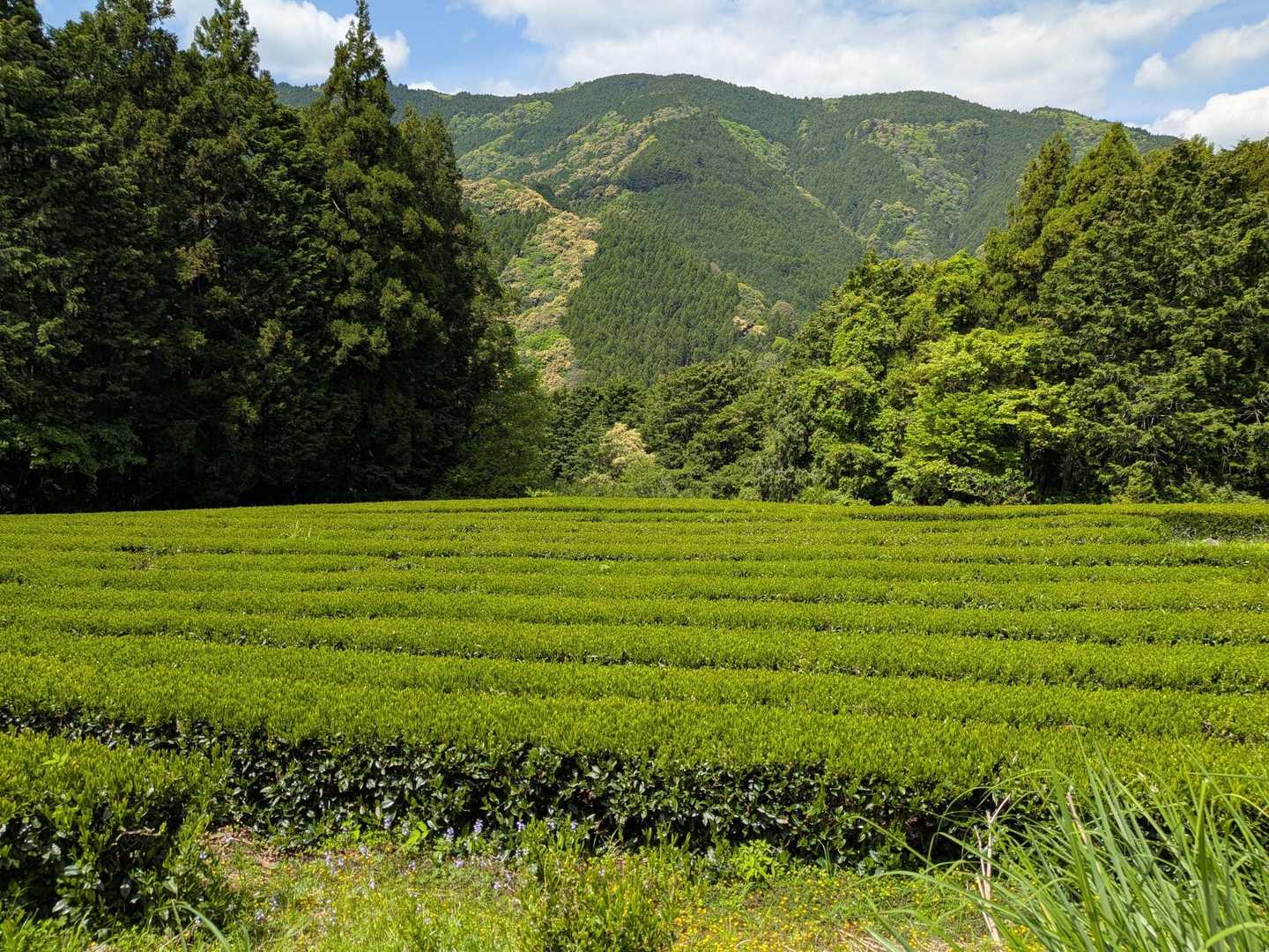綺麗な茶畑。もう一番茶は終わったのかな…？