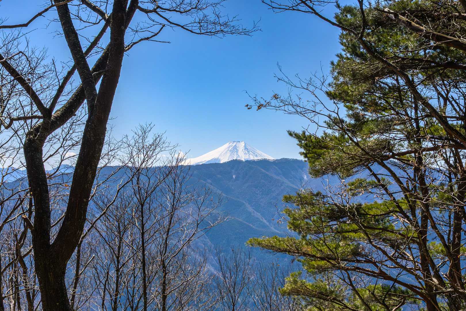 富士山居た