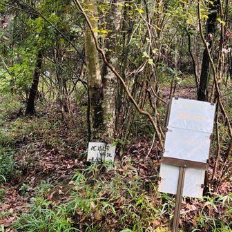 林道から登山道へ　ヤマップには、無いルートが、もう一つあるようです