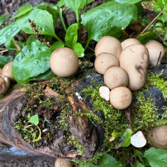 この写真とは違うが、イグチ系のきのこが沢山見られた。キノコ狩りの季節が来た🍄