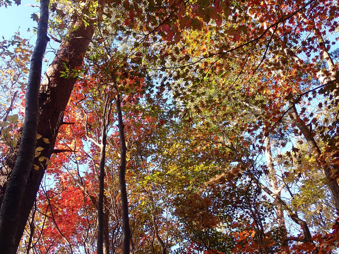 翌日、大金峰、小金峰を往復。紅葉が素晴らしい