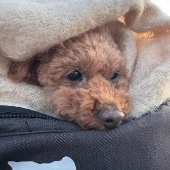 寒がりな茶々丸はマフラーと毛布にくるまる🐶