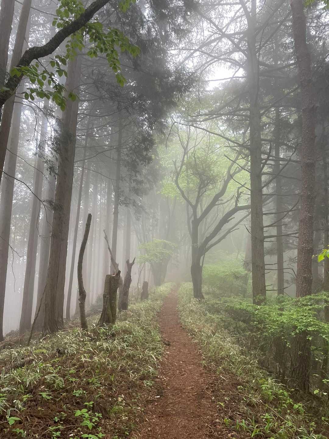 だんだん雨が本格的に降って来た☔️