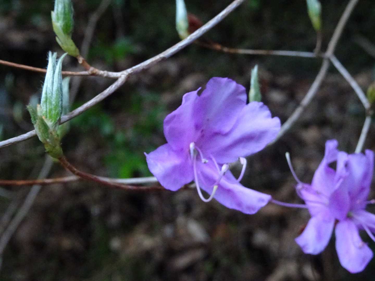 ミツバツツジ？
アケボノツツジ？