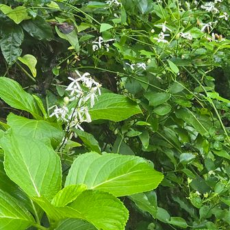 センニンソウ🤍
秋咲きの、原種のクレマチスで十字の4枚花がとっても可愛いんです😍
ラッキーな出会い🫶