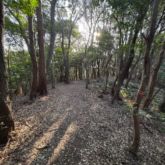 当初は音無山のピークだけ踏んで下山予定だったけれど、近くにグレーピークがあるのを発見して先へ