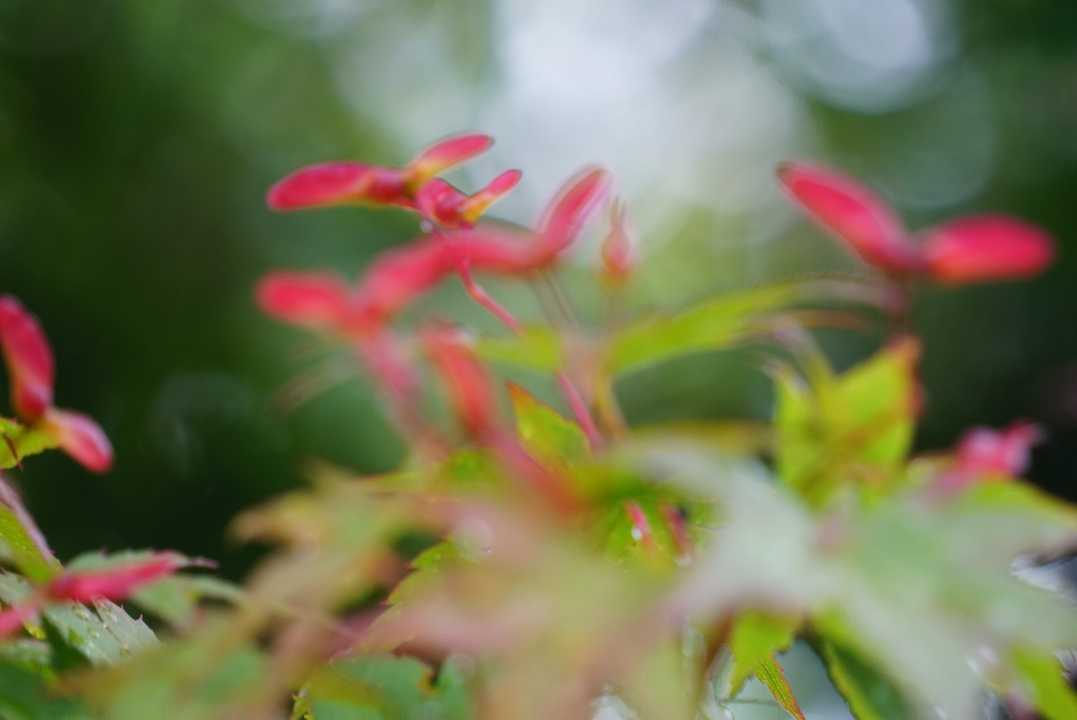 ぽわぽわ