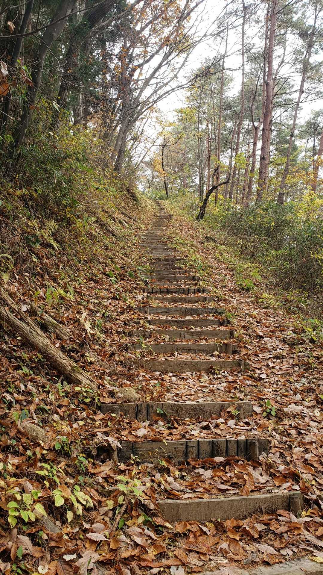 宇津峰 往復コースの写真