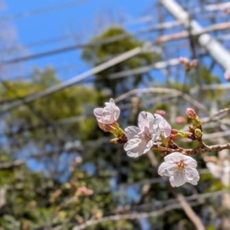 ソメイヨシノが開花していました❀